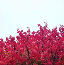 Load image into Gallery viewer, ART - Framed Photo Print of Red Autumn Foliage