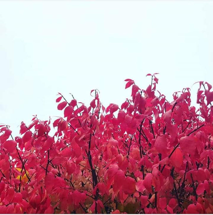 ART - Framed Photo Print of Red Autumn Foliage