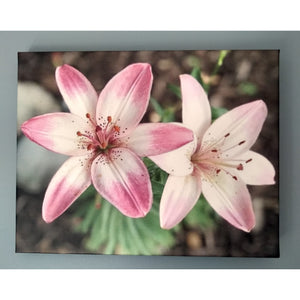ART -Pink and White Lillies Canvas Photo Print
