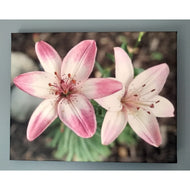 ART -Pink and White Lillies Canvas Photo Print