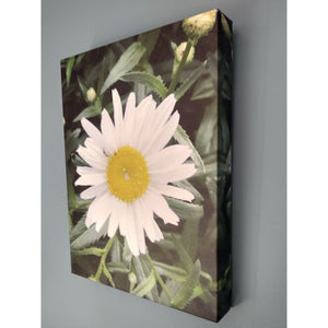 ART -The Perfect Daisy canvas