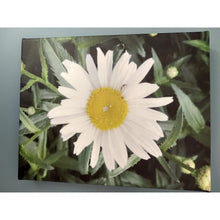 Load image into Gallery viewer, ART -The Perfect Daisy canvas