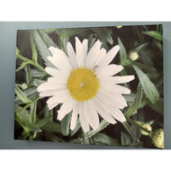 ART -The Perfect Daisy canvas