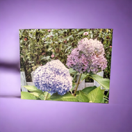 ART -Summer Hydrangea Flower Canvas Photo Print