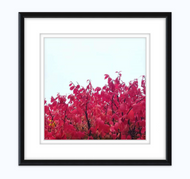 ART - Framed Photo Print of Red Autumn Foliage