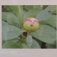 Load image into Gallery viewer, Art- Peony Bud Print