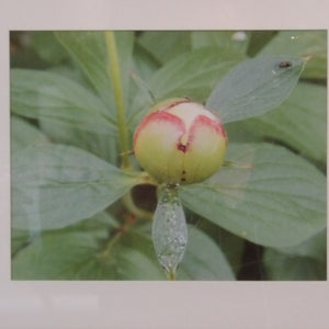 Art- Peony Bud Print
