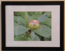 Load image into Gallery viewer, Art- Peony Bud Print